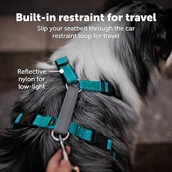 PetSafe 3in1 Dog Harness Teal Large