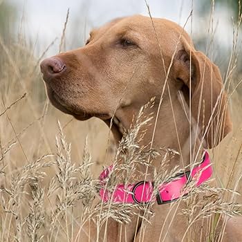 Dogline Biothane Waterproof Dog Collar, Strong & Odor-Proof, Easy Clean, Passionfruit Pink