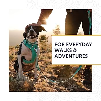 Ruffwear Front Range Dog Collar - Aurora Teal - Adjustable, Durable, Comfortable for Everyday Use