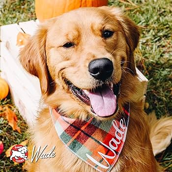 Fromm 4-Star Chicken Au Frommage Dog Food, 12 lb - Grain-Free Recipe