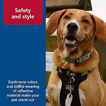 Coastal Pet K-9 Explorer Brights Reflective Adjustable Dog Collar, Lake, 5/8" x 10"-14"