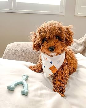 Nylabone Puppy Chew Wishbone - Chicken Flavor, Blue, X-Small/Petite, Teething Toy for Puppies Up to 15 lbs