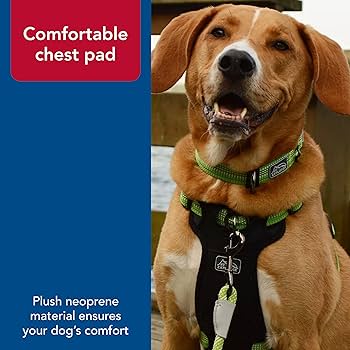 Coastal K-9 Explorer Brights Reflective Front-Connect Harness, Meadow, 1" x 26"-38"