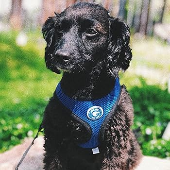 Gooby Soft Mesh Harness - Small Dog Harness with Breathable Mesh - Blue - Medium