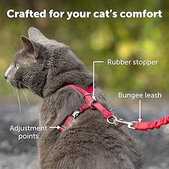 PetSafe Come With Me Kitty Harness and Bungee Leash - Black - Small Cat Harness