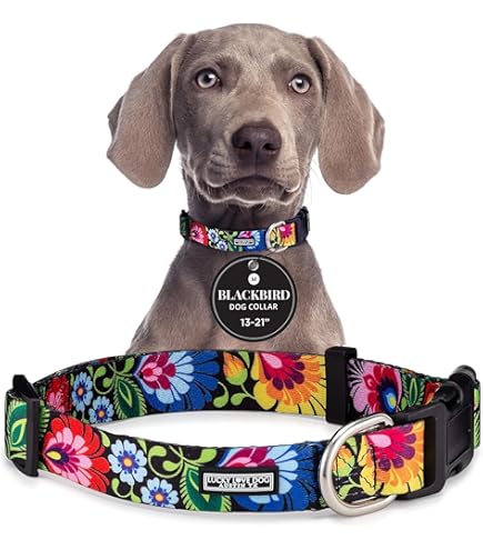 Up Country Avocado Dog Collar - Patterned Nylon Webbing with Brass Hardware