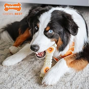 Nylabone Power Chew Knuckle Bone & Pop-In Treat Toy Combo, Chicken Flavor, Large/Giant - Up to 50 lbs