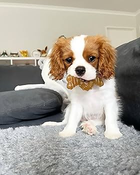 Nylabone Puppy Ring Bone Chicken Flavor Petite Teething Chew Toy