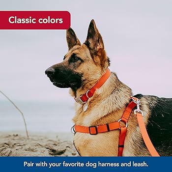 Coastal Pet Titan Metal Buckle Adjustable Nylon Dog Collar, Red, 3/4" x 14-20"