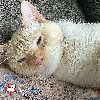Fromm Four Star Surf & Turf Grain-Free Dry Cat Food, Salmon, Chicken, Whitefish Recipe, 5 lb Bag