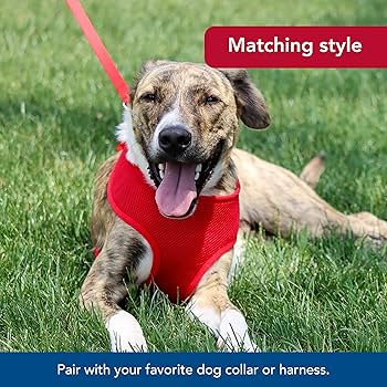 Coastal 1-inch x 6ft Single-Ply Nylon Dog Leash, Orchid