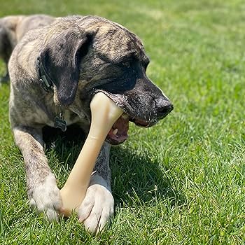 Nylabone Big Chew Beef Flavored Durable Bone - Large/XXL Breed Dog Toy