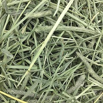 Oxbow Western Timothy Hay - 50 lb Box - Small Animal Food (Rabbit, Guinea Pig, Chinchilla)