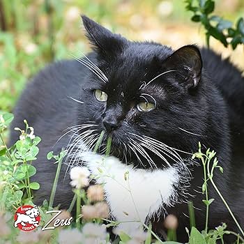 Fromm 4 Star Beef Livattini Veg Recipe Cat Food, 10 lb Bag, Grain-Free