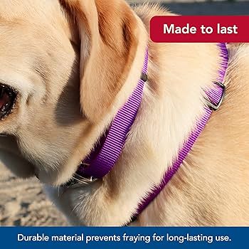 Coastal Adjustable Dog Collar, Metal Buckle, Purple, Medium, 3/4" x 14"-20"