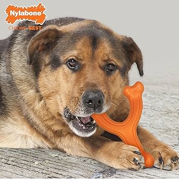 Nylabone Senior Power Chew Wishbone Bison Flavor - Large/Giant - Up to 50 lbs - Orange