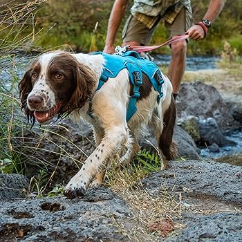 Ruffwear Web Master Multi-Use Dog Harness - Red Currant