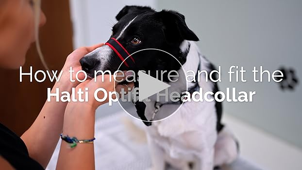 HALTI Optifit Headcollar - Large - Dog Head Harness to Stop Pulling - Company of Animals