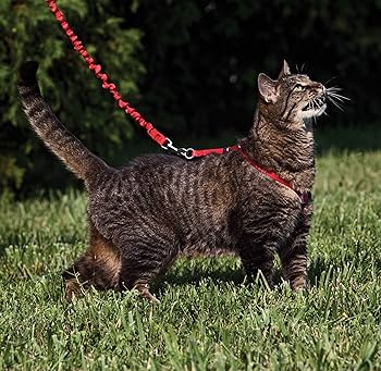 PetSafe Come With Me Kitty Harness & Bungee Leash - Small, Red/Cranberry