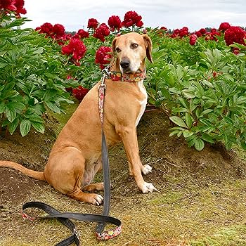 Cycle Dog Eagle Sunrise Dog Leash - Waterproof, No Stink, Recycled Material, 6'