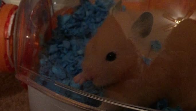 Habitrail OVO Studio Hamster Cage with Accessories Small Animal Habitat