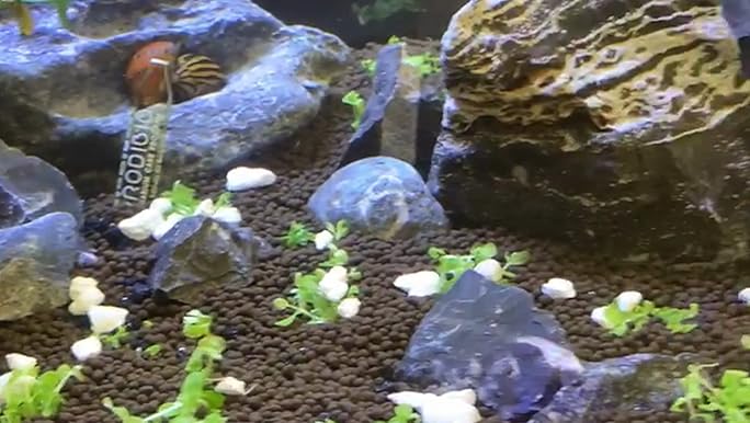 Fluval Edge 2.0 6g Aquarium Gloss Black