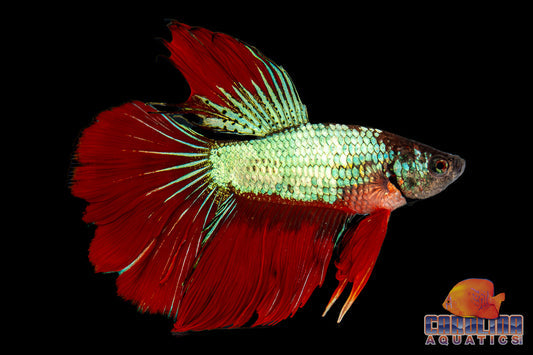 Aquavitro Ceramic Hide L4 Aquarium Ornament