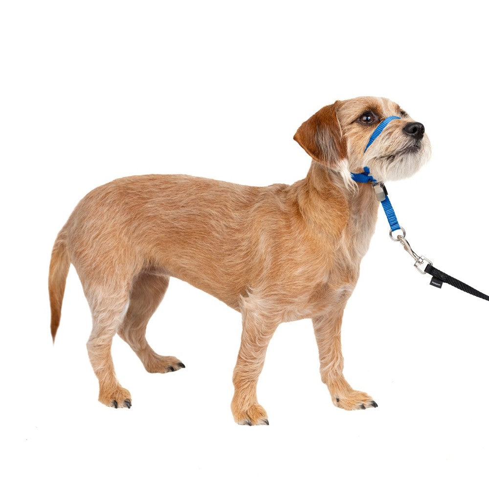 PetSafe Gentle Leader Headcollar - Small, Royal Blue - No-Pull Dog Training Collar