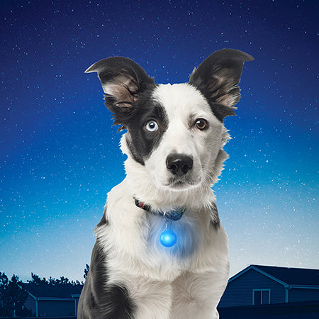Nite Ize SpotLit LED Dog Collar Light - Lime Green