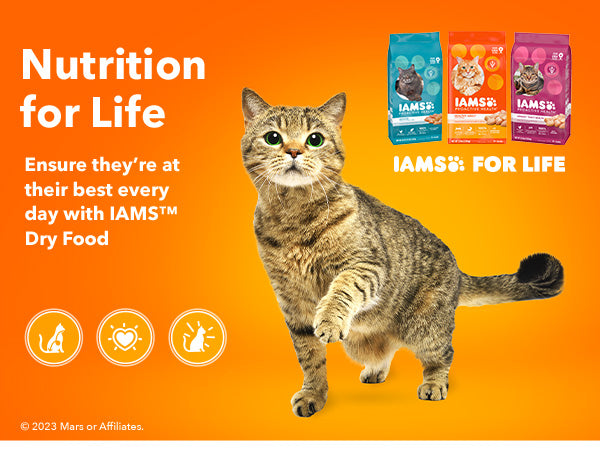 IAMS Proactive Health High Protein Adult Dry Cat Food, Chicken & Salmon, 3 lb Bag