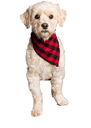 Ultra Comfort Reflective Dog Harness Vest - Safe, Adjustable, Polyester Mesh