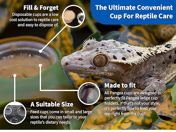 Pangea Large Gecko Feeding Cups - 1.5oz - 100 Count - Replacement Dishes for Ledges