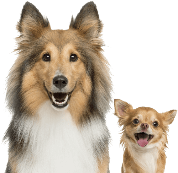 Nothin' to Hide Dog Chews - 3" Chicken Bagel - Highly Digestible Rawhide Alternative (UPC 810002631474)