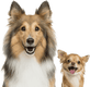 Sticky Image