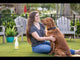 Wondercide Cedarwood Flea & Tick Spray for Dogs & Cats - 4oz