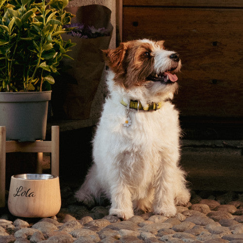 MyFamily Firenze Dog Collar - Genuine Italian Leather - Lemon (Lime)