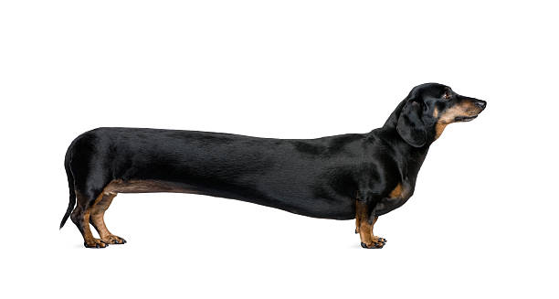 Bluey Long Dog Easter Egg - Hidden Character Collectible