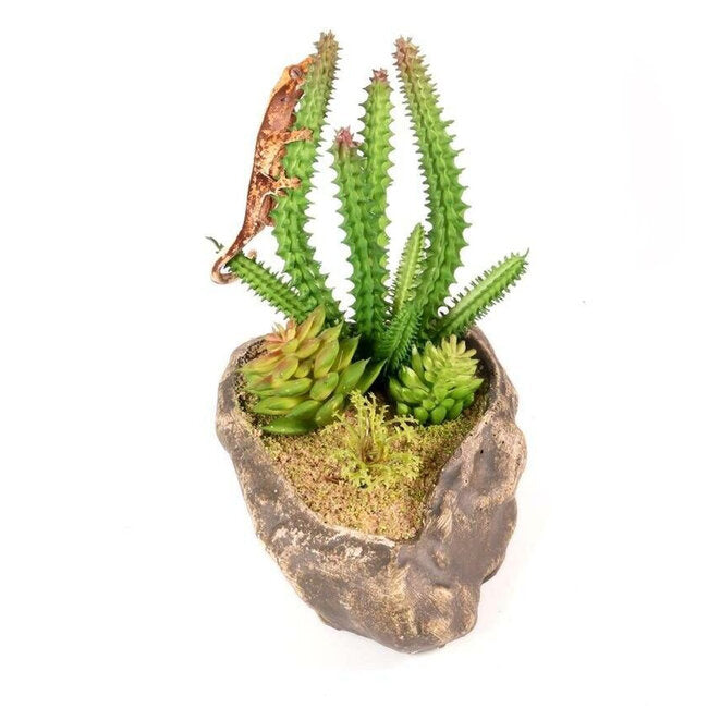 Pangea Succulent Garden #1 - Reptile Terrarium Decor