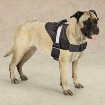 Guardian Gear GG Excursion Harness 20-26In M Blk