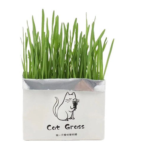 From The Field Grow Your Own Catnip Plant Kit - Organic Catnip Seeds for Cats - USA Made