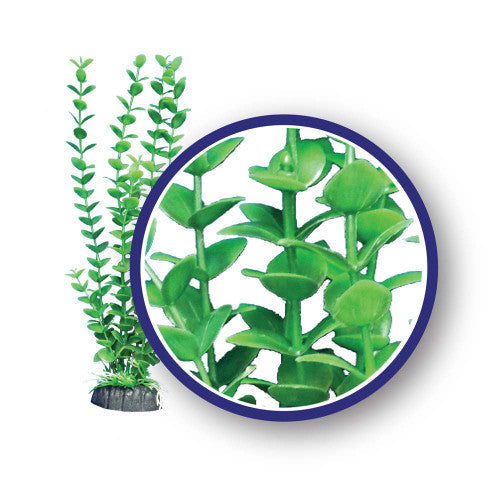 Weco Freshwater Series Lime Bacopa - 6" Aquarium Plant