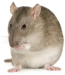 Frozen Rat 250g Jumbo