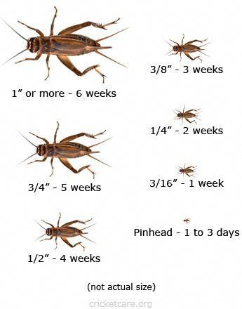Crickets (2's)