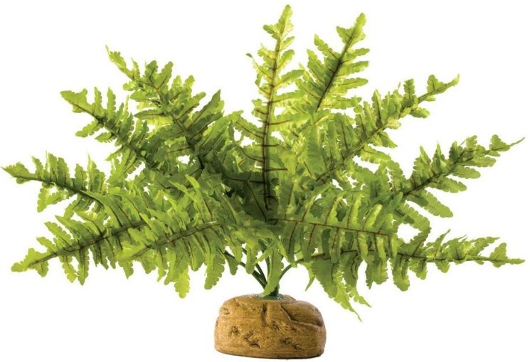 Exo Terra Small Boston Fern - Rainforest Terrarium Plant PT2990